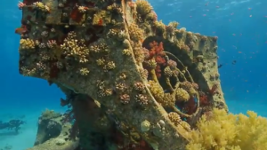 coral-reef-500