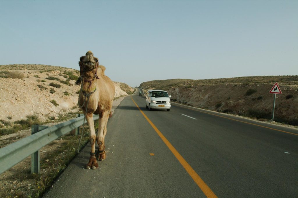 Yes, you may see a camel by the side of the road and you drive through Israel’s Negev region.