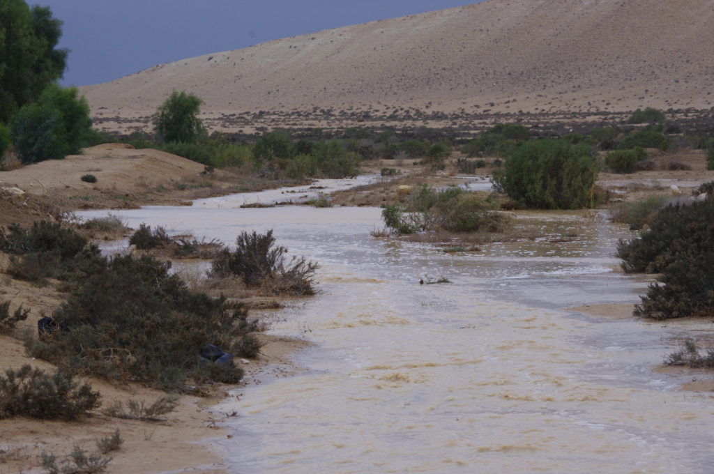 Winter floodwaters are funneled from the wadi into the olive tree basins. Winter 2014