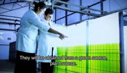 Image of A Green Alternative to Fish Oil