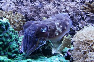 cuttlefish2