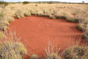 A large fairy circle in Australia