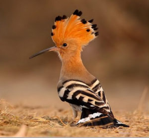 hoopoe